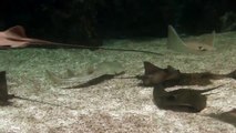 5000 Gallon Aquarium - RARE FISH - Stingray, Datnoid, Peacock Bass, Gar, Airapima, Arowana RARE FISH