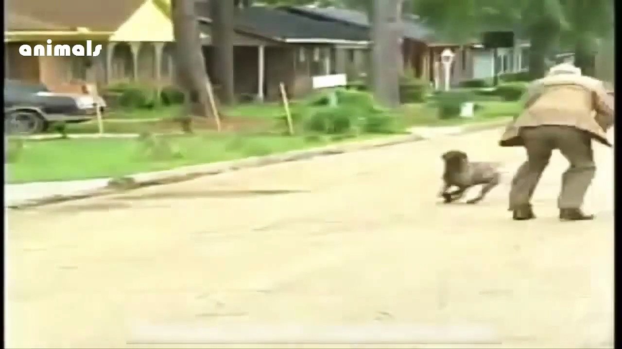 Animal Attacks Compilation 2015 HD #6