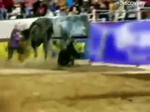 ЖИВОТНЫЕ НАПАДАЮТ НА ЛЮДЕЙ!!! ANIMALS ATTACK PEOPLE!!!