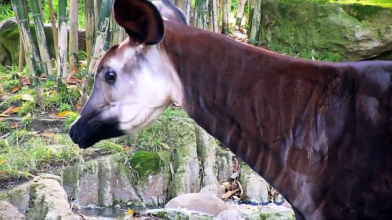 OKAPI