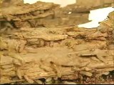Termites Devouring Wood