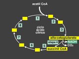 Ciclo del ácido cítrico - lugar : matriz mitocondrial.