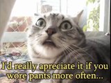 funny videos    Funny Cats   Funny Pranks   Funny Animals Videos   Funny Vines 2015