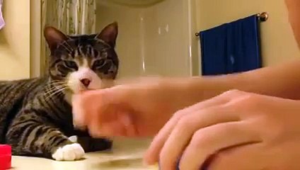 This is one smart cat