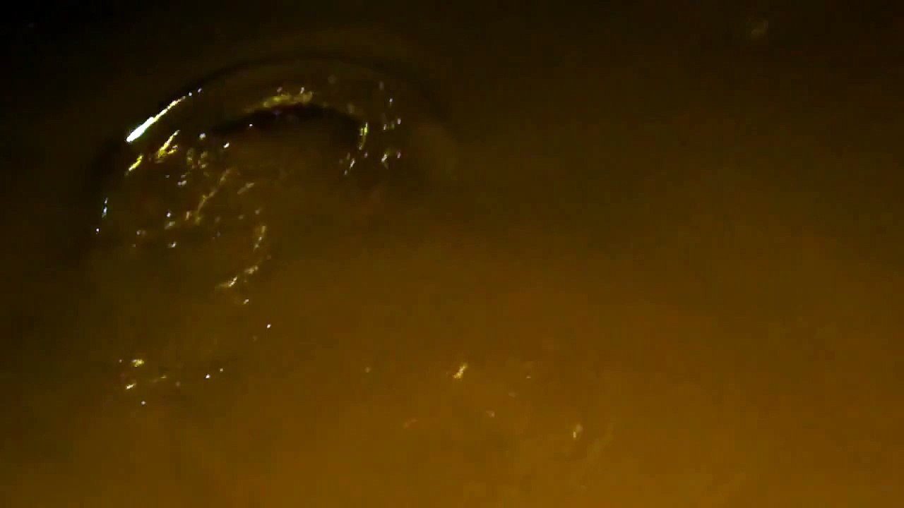 Pesci siluro nel Catsello Estense a Ferrara.