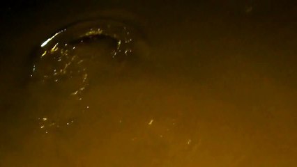 Pesci siluro nel Catsello Estense a Ferrara.