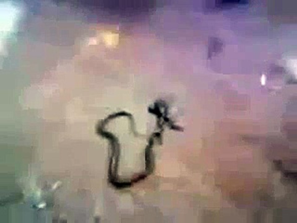 National Geographic - The World's Strangest Animal - Documentary History Channel - HD