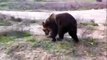 Funny Animals Videos | Funny Bear Videos | Bear Videos | Bear Documentaries | Nature Documentary