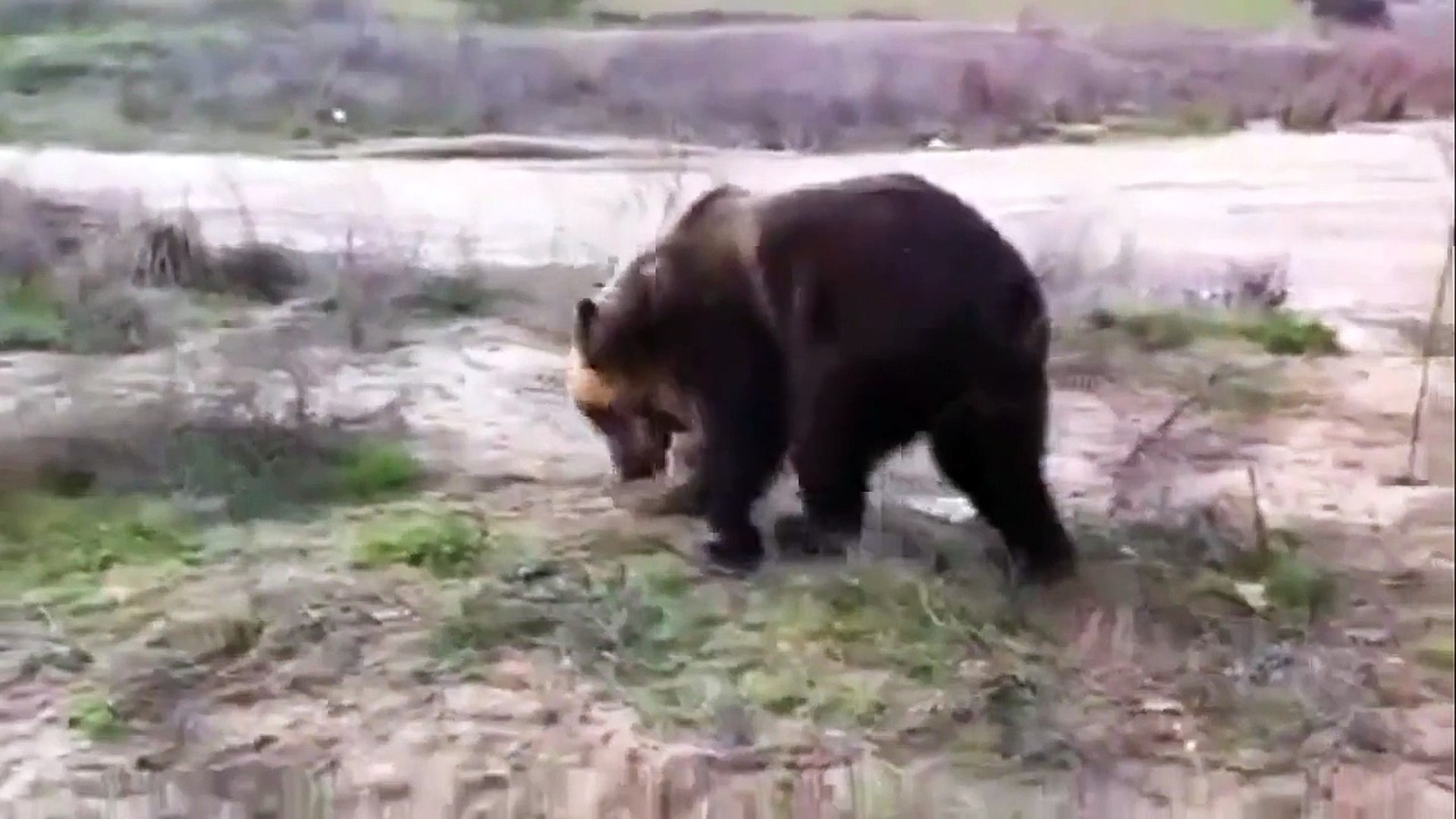 ⁣Funny Animals Videos | Funny Bear Videos | Bear Videos | Bear Documentaries | Nature Documentary