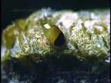 Mantis laying eggs, eggs hatching (#152)