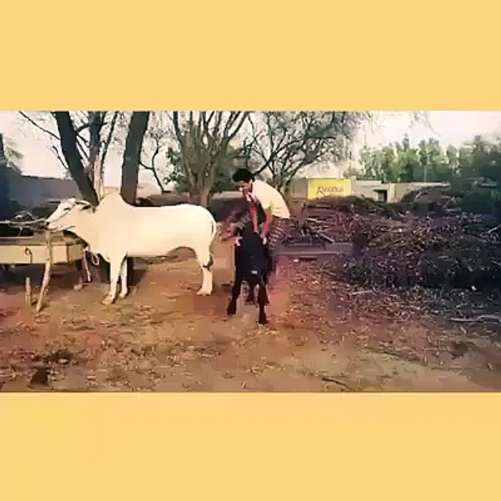 funny boy up t animal