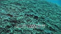 久米島サンゴ大群落