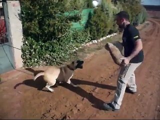 Presa Canario Criadero Del Toro