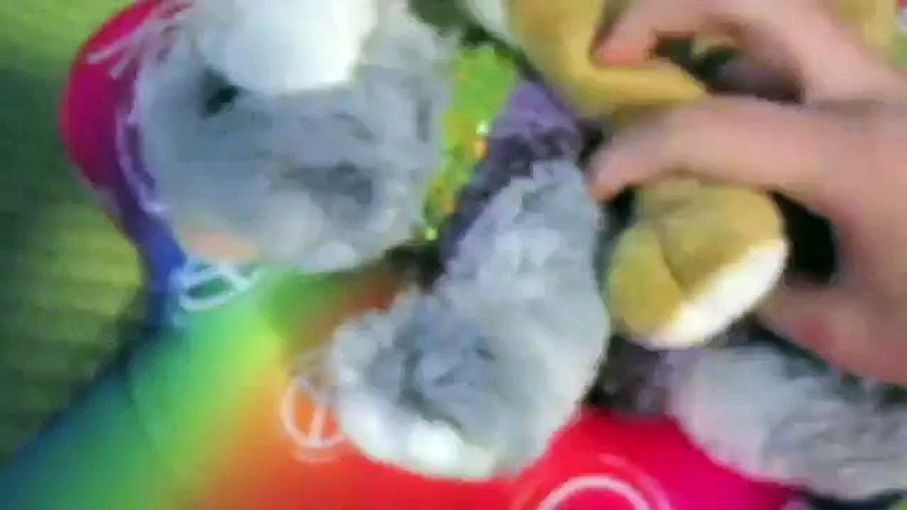 ~★M r . B r i g h t s i d e★~ ♪♫Webkinz Music Video♪♫ CloverPuppy4047