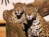 Enriquecimento Ambiental com Onça - Jaguar Environmental Enrichment