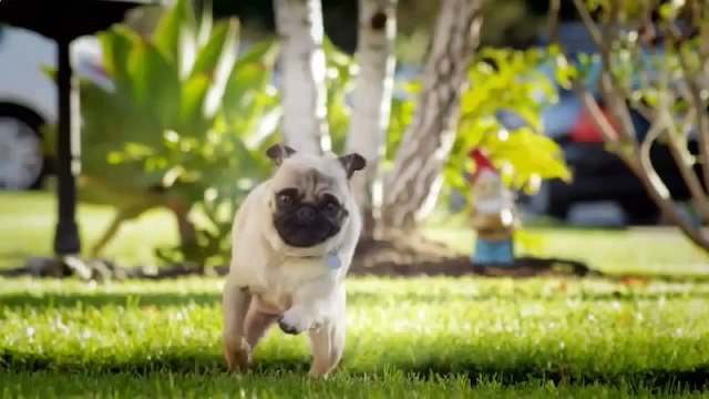 The funniest ads chips Funny Fails Clips Videos Funny Vines Funny Animals Videos