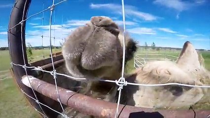 Walking with Lion Cubs at the Discovery Wildlife Park - Innisfail