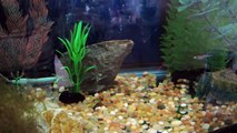Update- Zebra Danios and Goldfish (20 gallon tank)