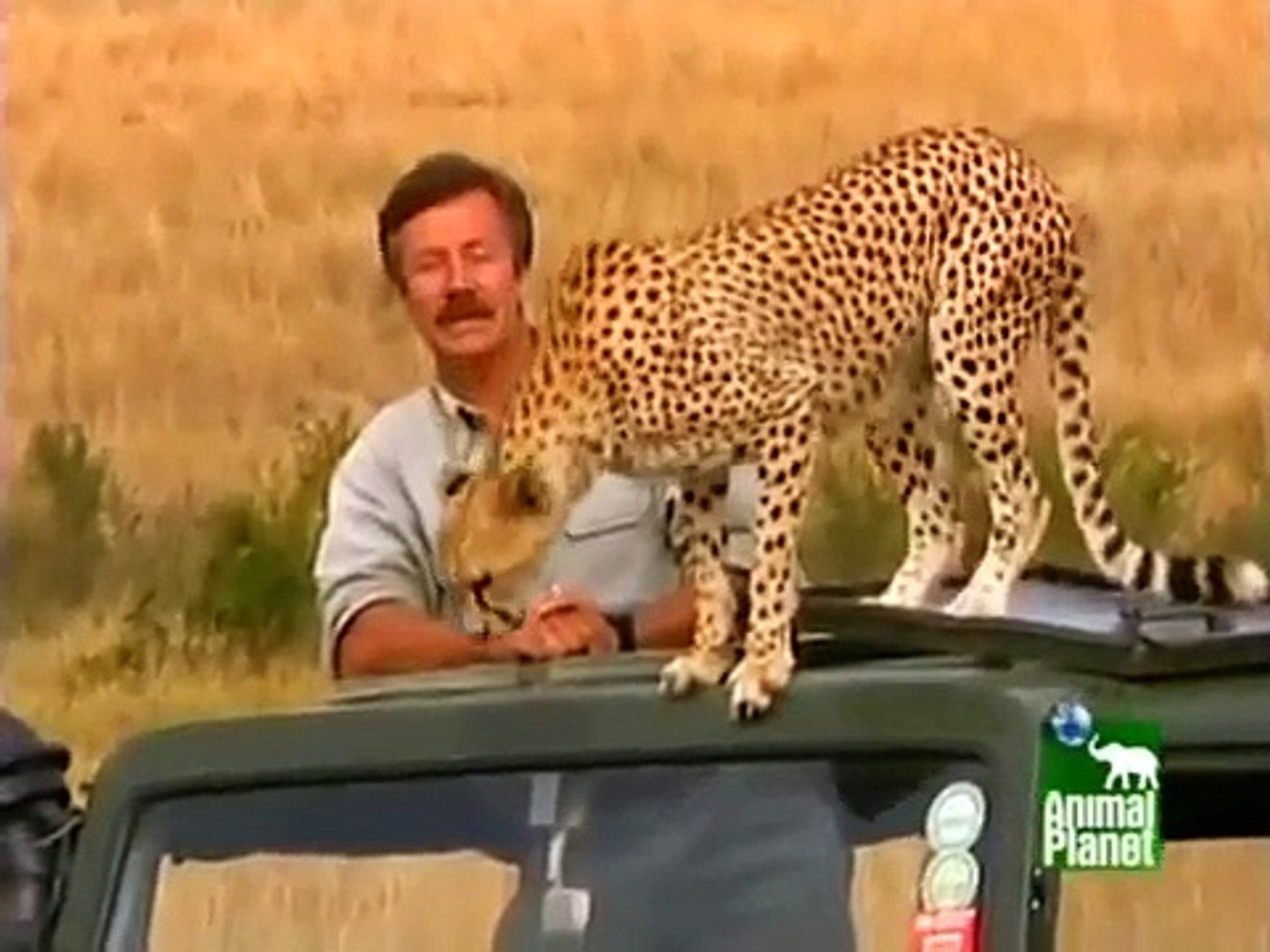 Friendly Cheetah 2