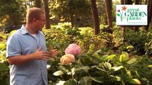 When to Prune Hydrangeas from the Gardening Experts