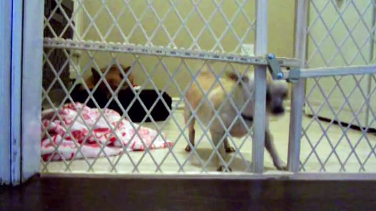 Dogs make daring escape