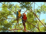 Aves en la Selva de Iquitos- Perú