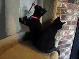 16 week old black British Shorthair kittens playing on a cat post