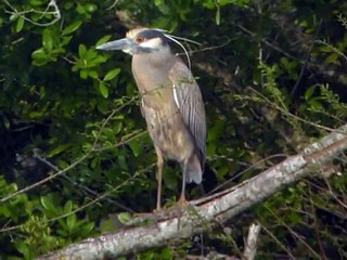 Yellow-crowned Night-Heron calling, High Island, Texas