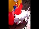 Miniature Bull Terrier Puppies From Kennel Calypso.wmv
