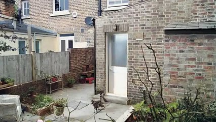 Cats with Thumbs   Funny Commercial