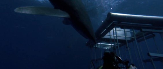 Blue Water, White Death - Trailer