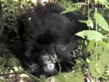 Mountain Gorillas relax in the forest