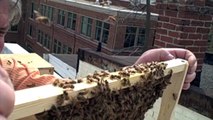 DC Honeybees TV 4-3-11 Inspecting Foundationless Frames