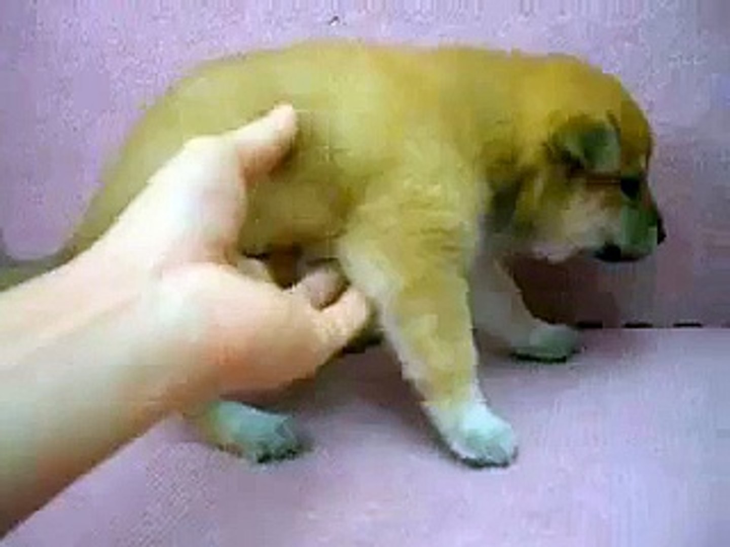 03/28 赤色柴犬 shiba -公幼犬-日新犬舍