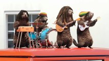 Un été à la cool avec les marmottes rastas