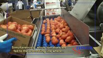 ORICS Diced Tomato tray filling and sealing machine, S-30 Tray Sealer Turnkey System