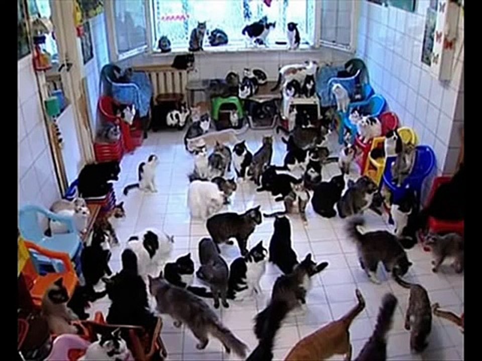 Fatals Picards -  Punk à chien