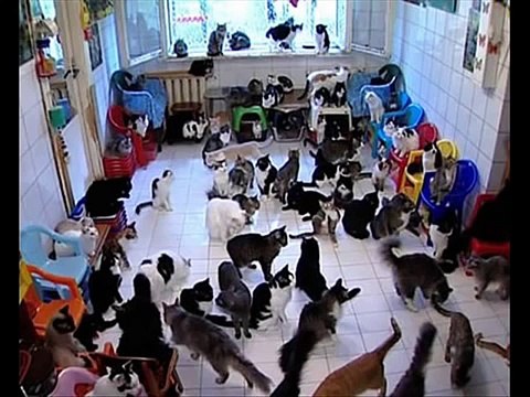 Fatals Picards - Punk à chien