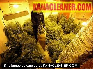 Emploi : Des dealers de cannabis recrutent des SDF