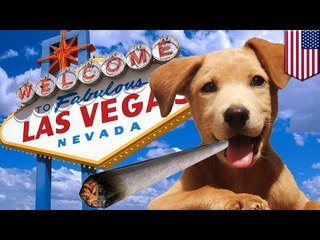 Pot for pets: Nevada bill would make medicinal marijuana available for animals