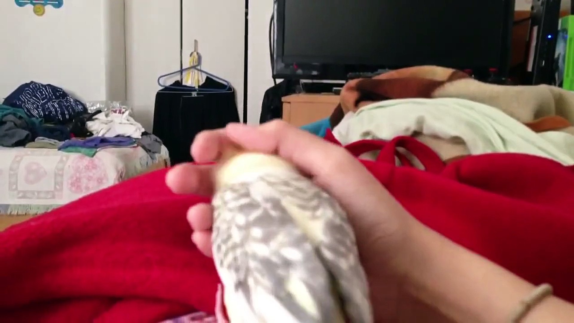 ⁣My cockatiel gets mad when I stop petting him