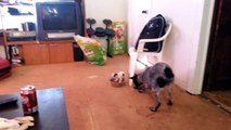 Small Puppy Protects Food Bowl VS Big Dog (Who´s The Winner?)