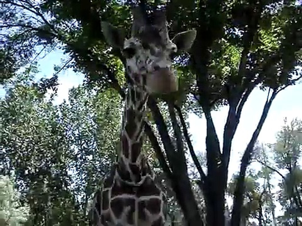 Friendly Giraffe at Calgary Zoo
