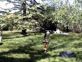 Peregrine and Sharp-tail Grouse