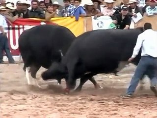 PELEA DE TOROS PEDRO NAVAJA VS ENTERRADOR