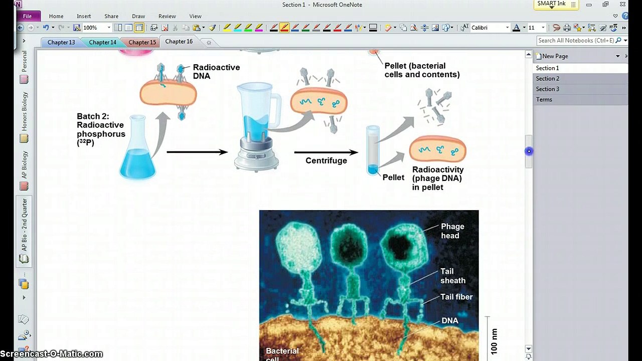 AP Bio - Chapter 16