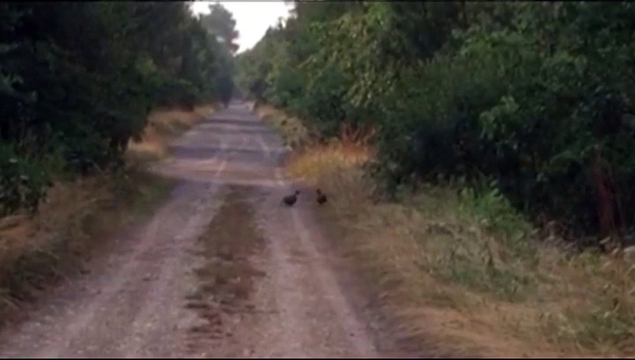 combat de coqs faisans