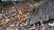 The Incredibly cute camera sniffing Quokkas from Rottnest Island