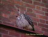 BERGUV Eurasian Eagle Owl (Bubo bubo)  Klipp -  70