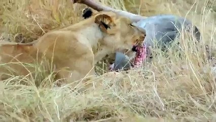 Animal Attack Lions eating a wild Buffalo